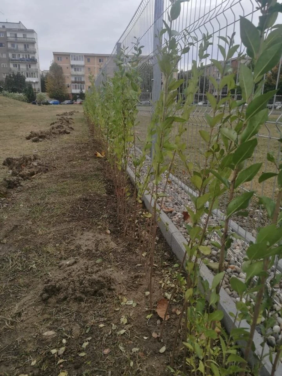 În Arad se amenajează un loc destinat recreării patrupezilor