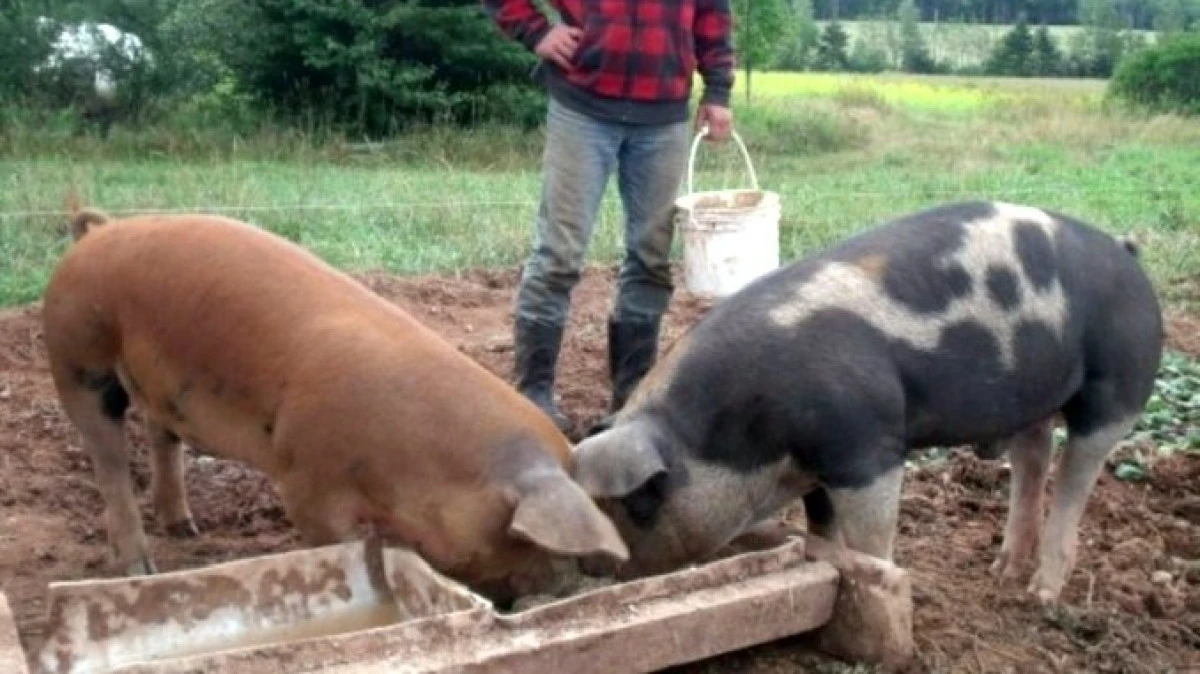 În județ avem, în medie, câte două animale domestice aferente fiecărui arădean