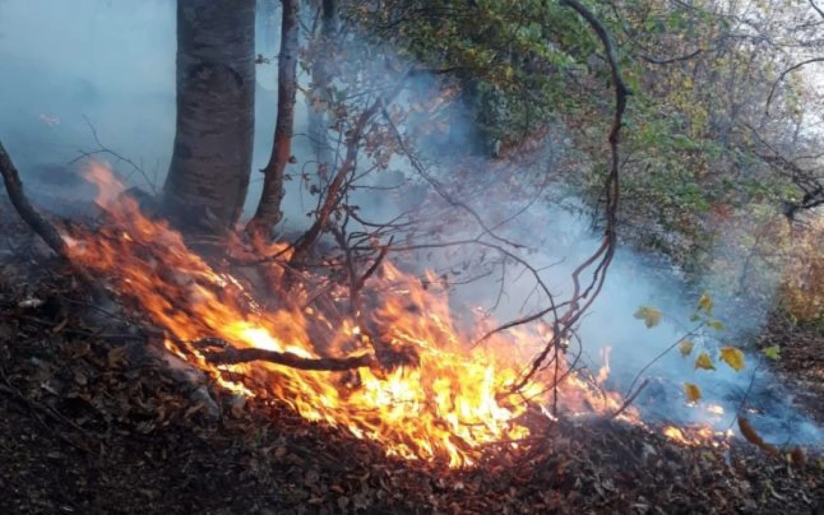 Incendiile de vegetație fac prăpăd în Franța