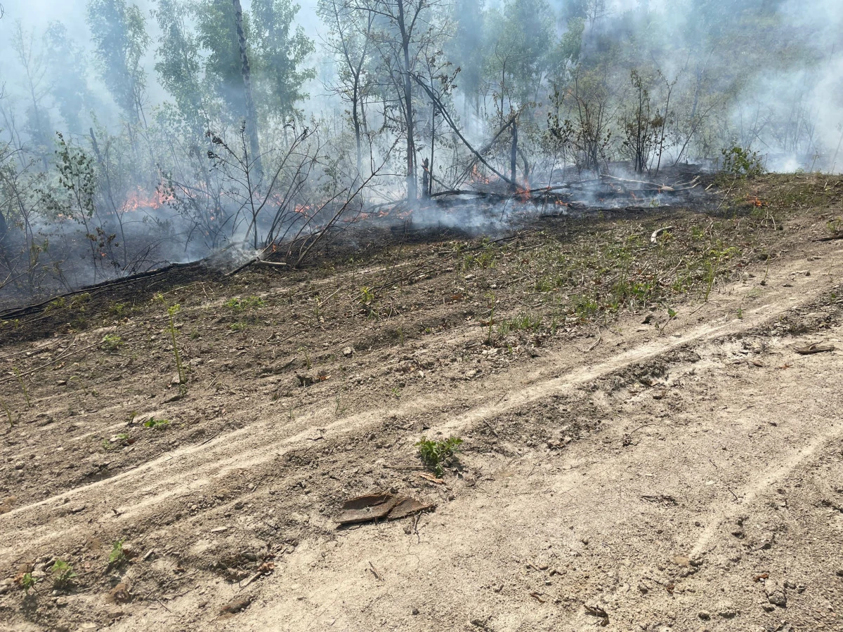 Incendiu între localitățile Dulcele și Zimbru. Intervenția pompierilor a evitat extinderea flăcărilor la pădurea din apropiere