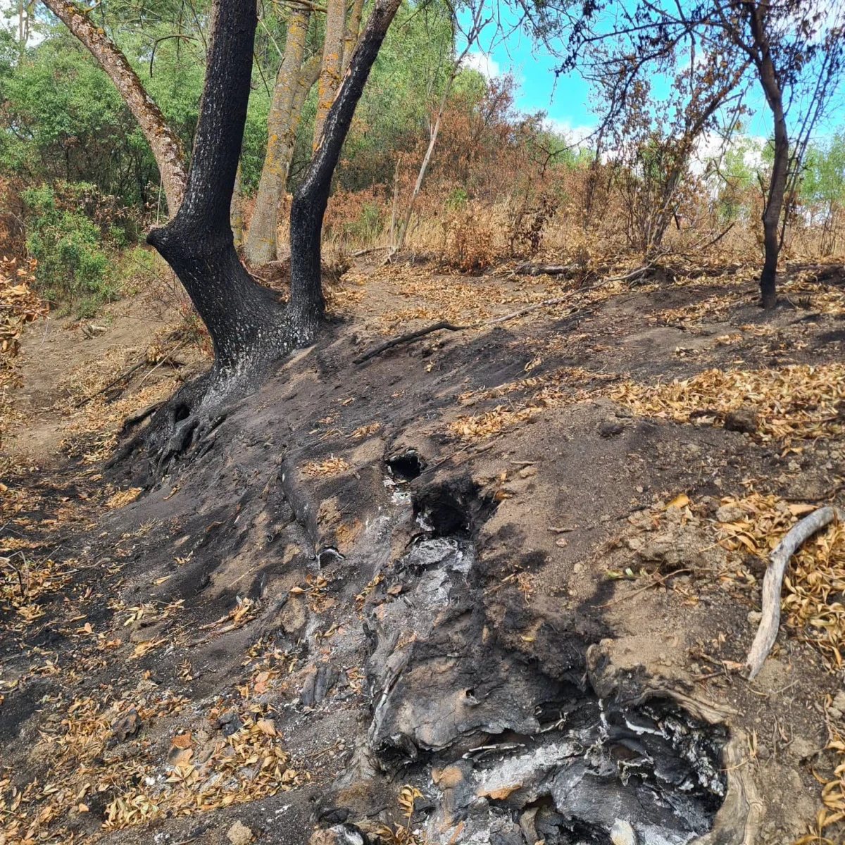 Incendiu subteran în albia secată a Mureșului Mort. Focarele afectează habitatul natural din Parcul Natural Lunca Mureșului
