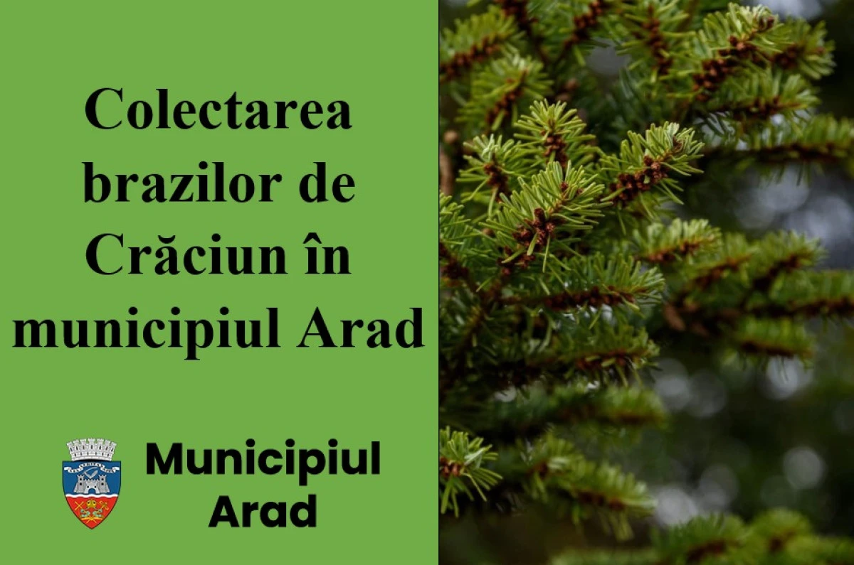 Începe colectarea brazilor naturali în municipiul Arad