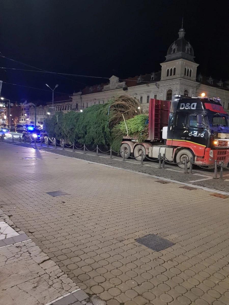 Incompetentul Bibarț și-a (re)găsit adevărata menire: a adus (primul) brad de Crăciun