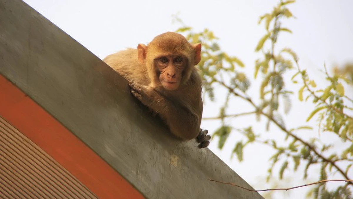 India: Doi bărbaţi au fost arestaţi după furturi cu ajutorul maimuţelor