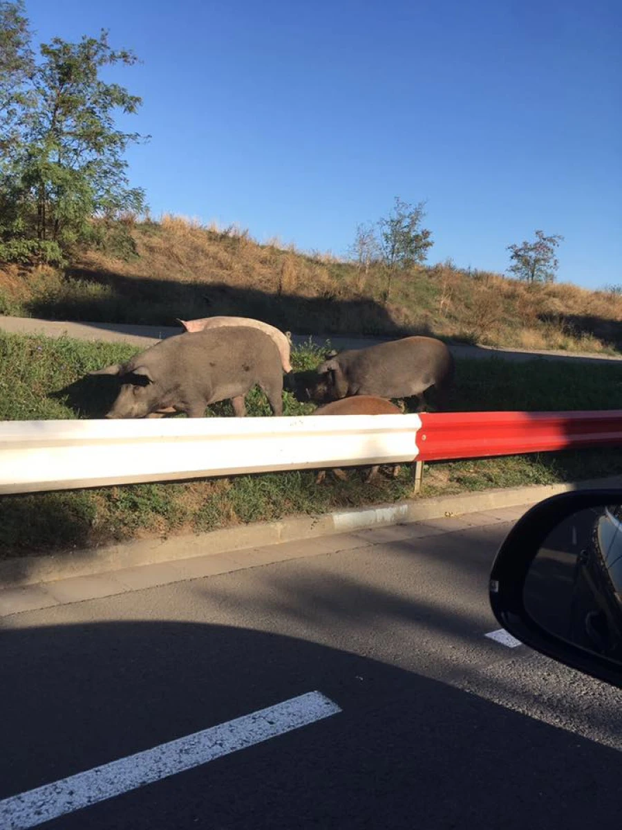 Inedit. Porcii din Alfa au ieşit pe străzi de Zilele Aradului