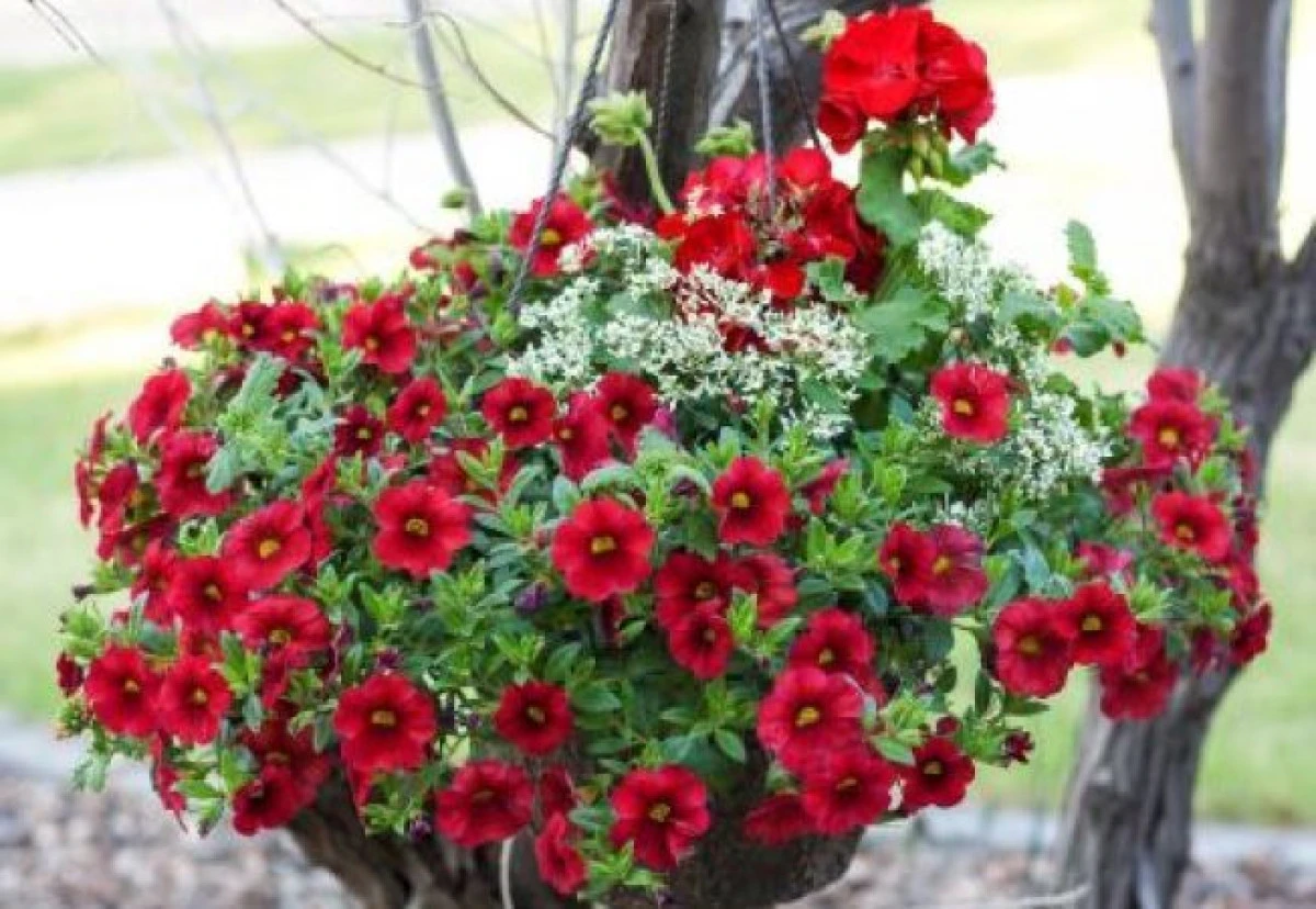ÎNGRIJIREA FLORILOR ÎN GHIVECI