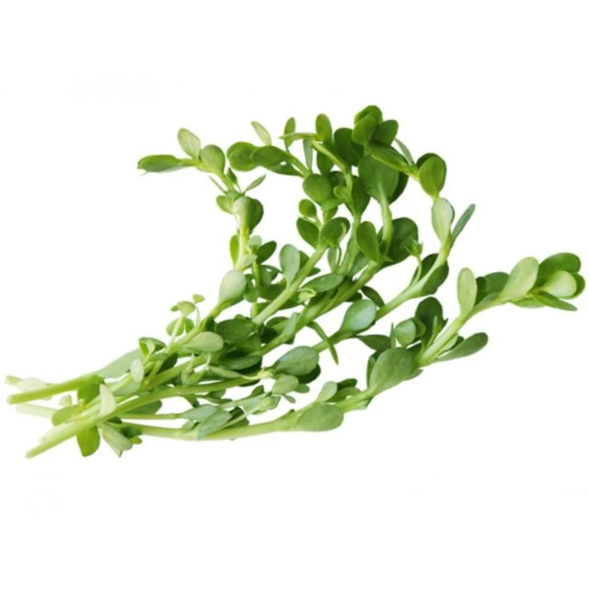 Isopul de apă are proprietăți antioxidante și antiinflamatorii