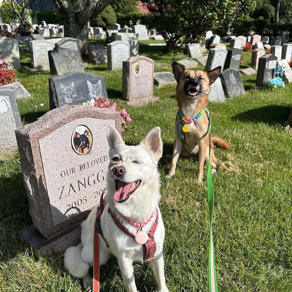 Iubitorii de animale din Arad vor cimitire pentru patrupede