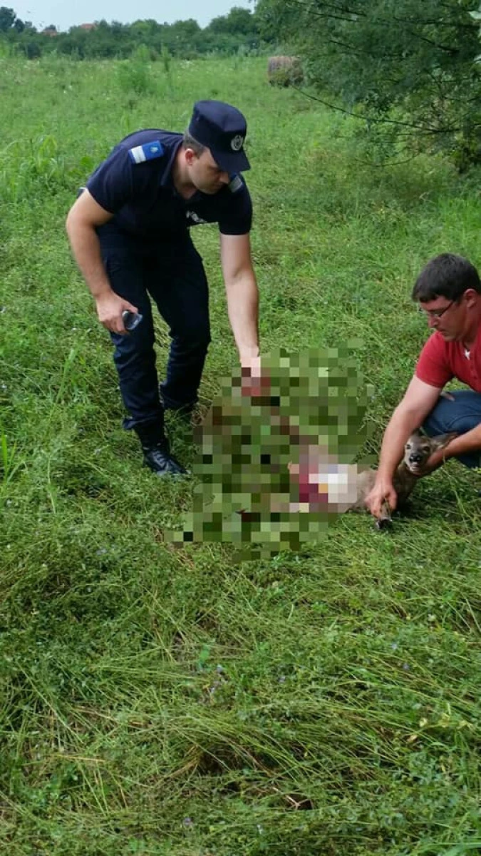 Jandarmii arădeni au salvat un pui de căprioară, care zăcea rănit într-un șanț pe DN79 A