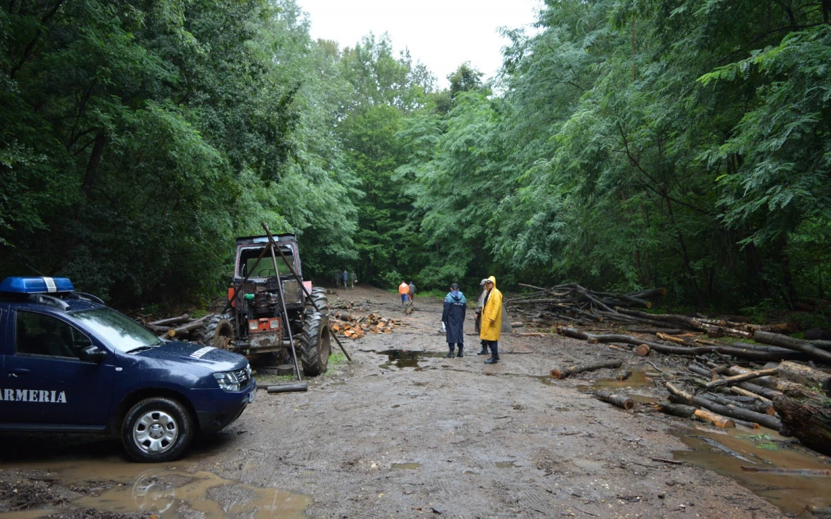 Jandarmii și polițiștii arădeni au prins în flagrant doi bărbați care au tăiat ilegal 250 de arbori