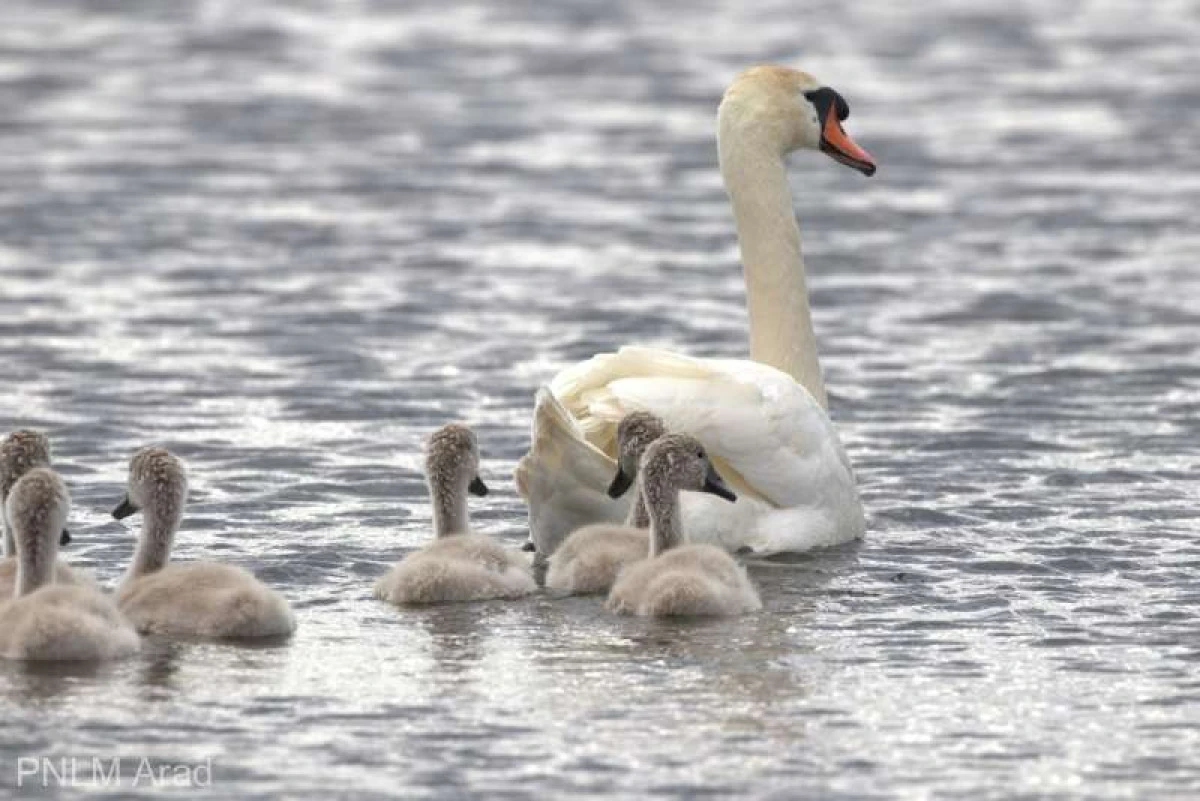 Lebede stabilite pe Lacul Homoc, atacate de localnici. Autoritățile, solicitate să intervină