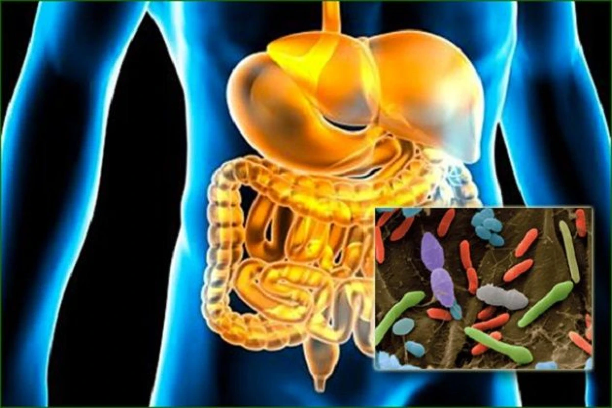 LEGATURA DINTRE BACTERIILE INTESTINALE SI OBEZITATE