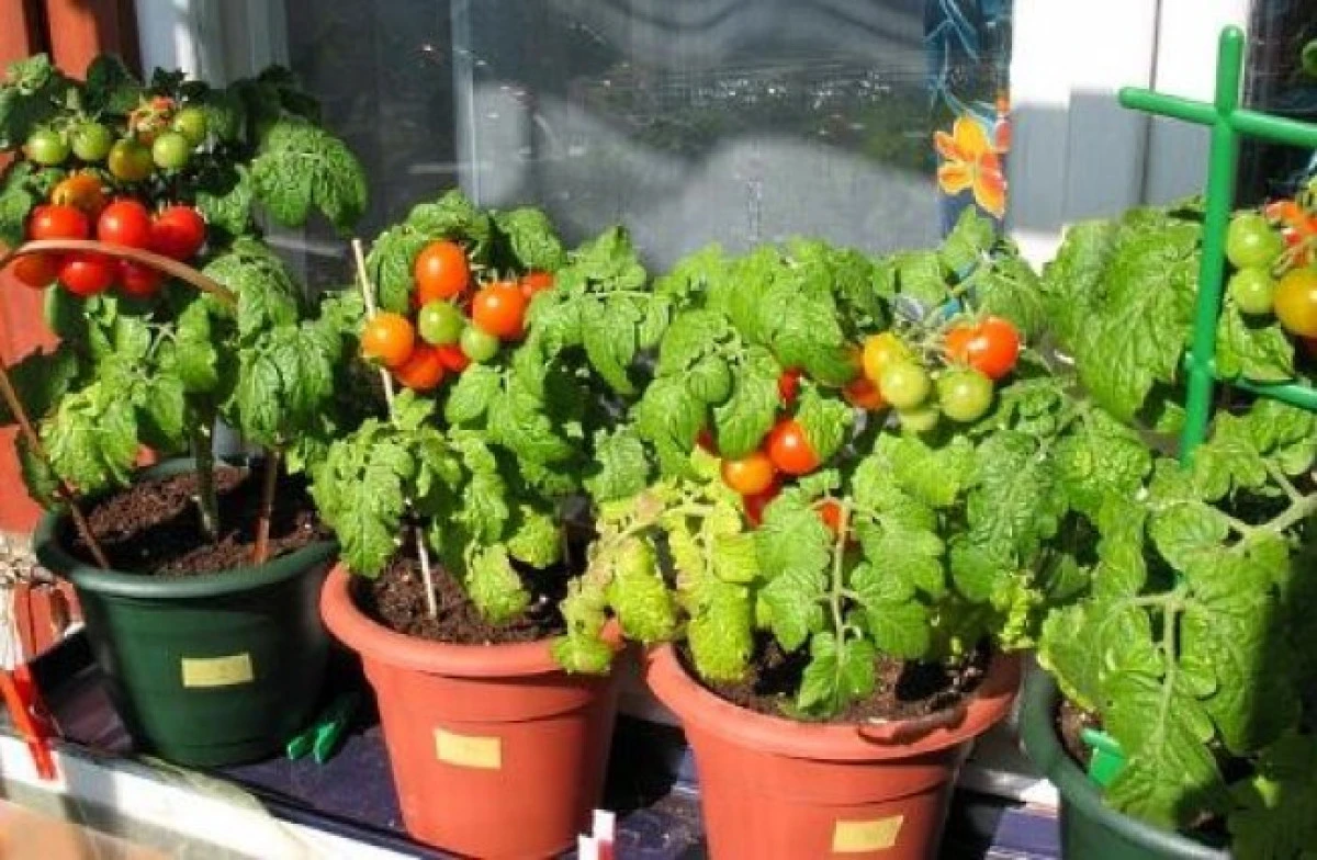 Legume pe care le poți crește în casă