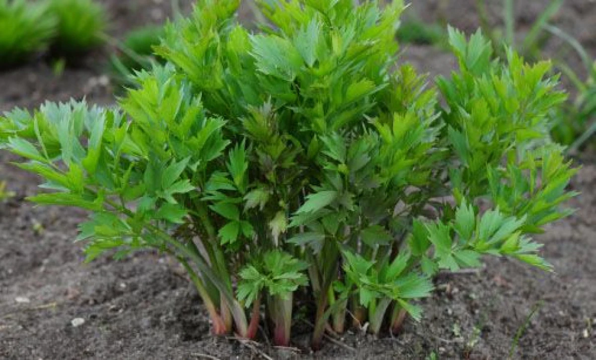 LEUȘTEANUL, MAI MULT DECÂT O PLANTĂ AROMATICĂ