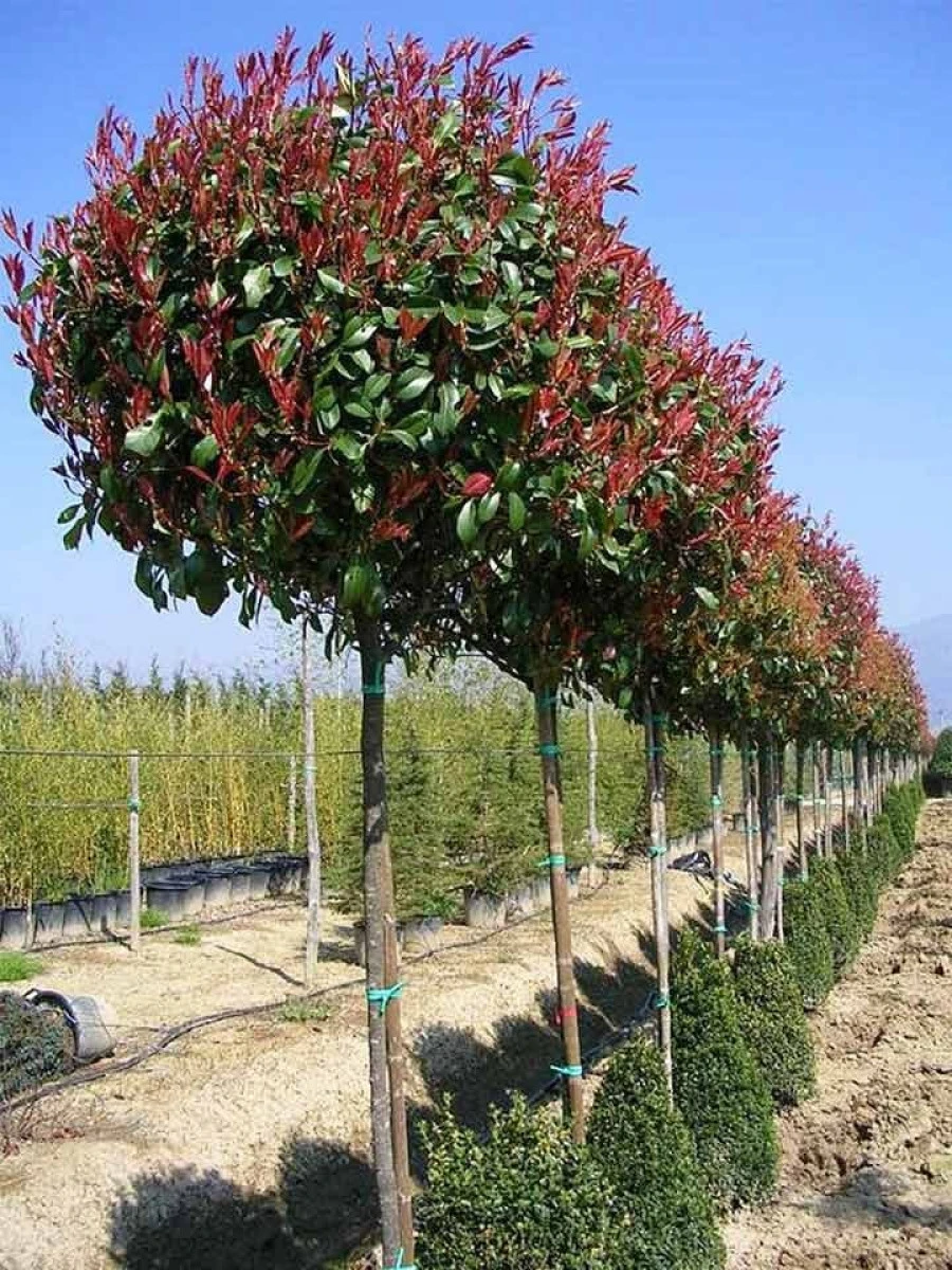 Locuitorii cartierului Gai „gândesc verde" și invită arădenii la plantat de copaci