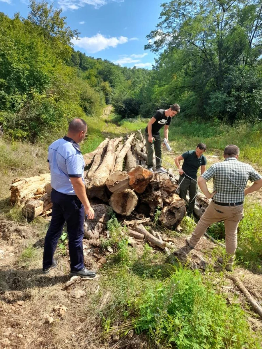 Lupul, paznic la oi: un angajat al unui canton silvic din zona Săvârșin a furat 25 de arbori