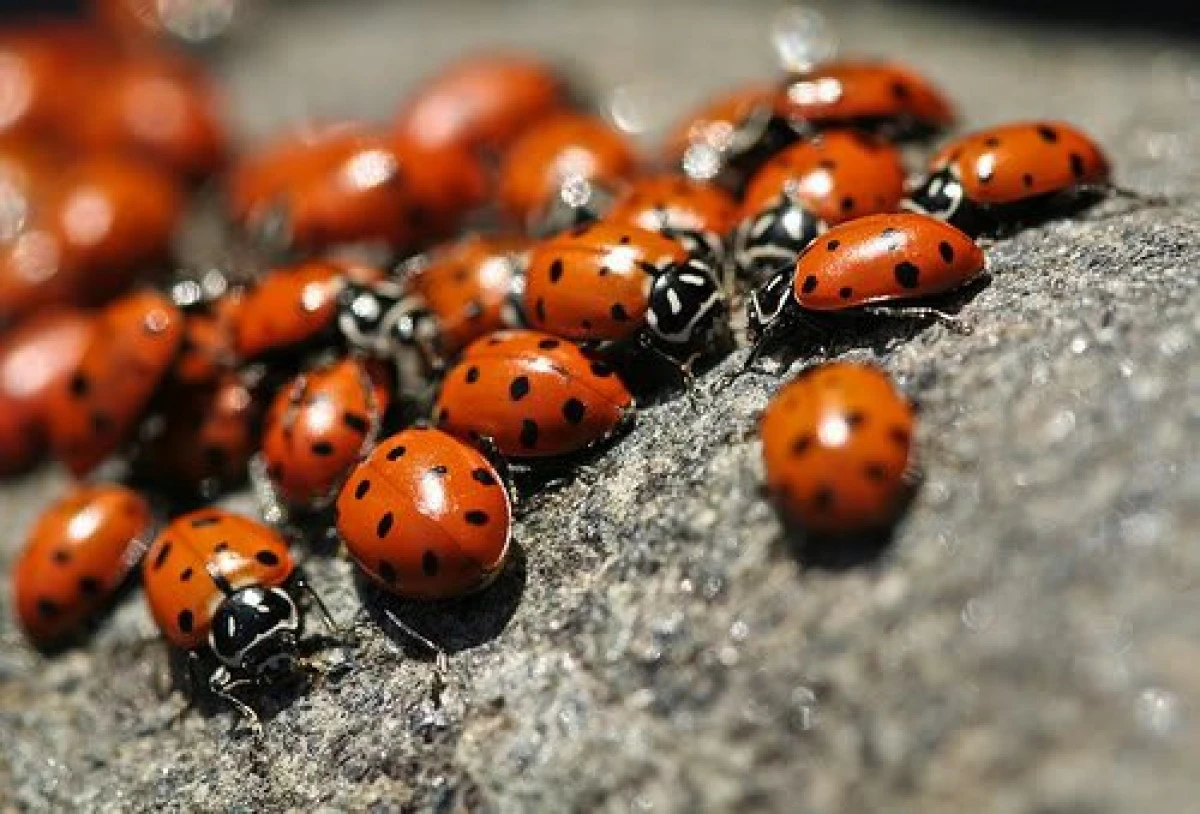 Mai multe localităţi de pe Valea Mureşului se confruntă cu o invazie de buburuze