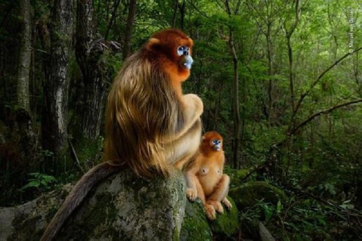 ''Maimuţe holbându-se'', protagonistele imaginii câștigătoare la ”Wildlife Photographer of the Year”