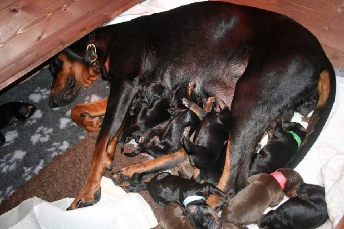 MAMA EROINA DIN ARAD: O CATELUSA CIOBANESC ELVETIAN A ADUS PE LUME 14 PUI