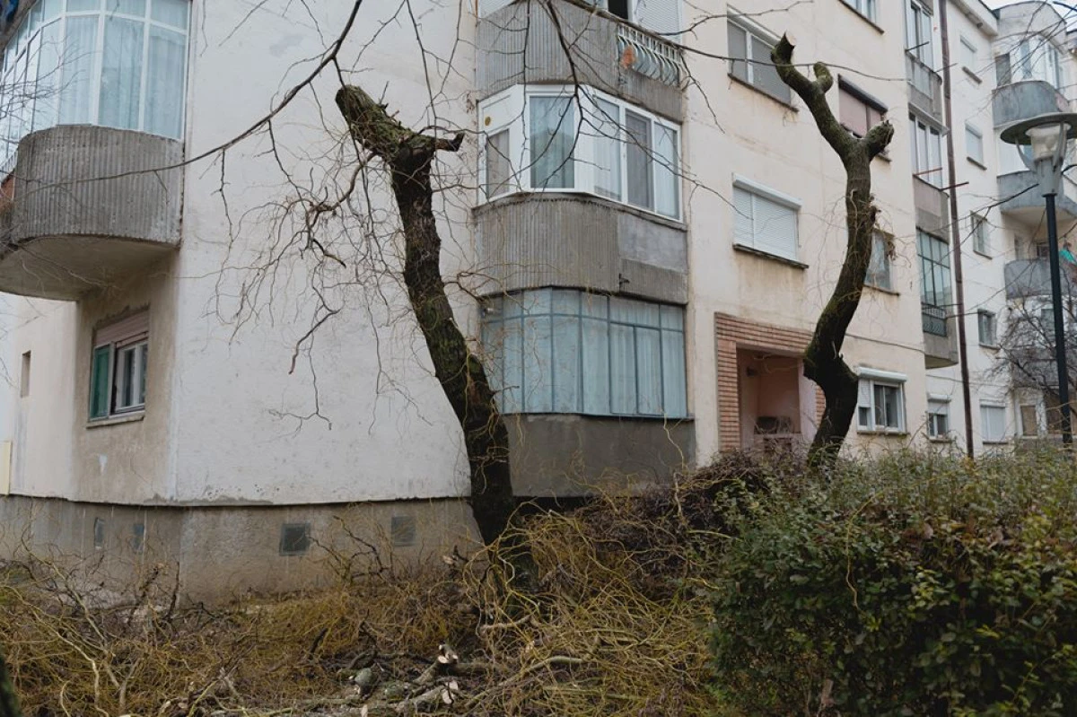 Mare curățenie mare! O nouă ”toaletare”, aceeași mare ciuntire a copacilor din Arad