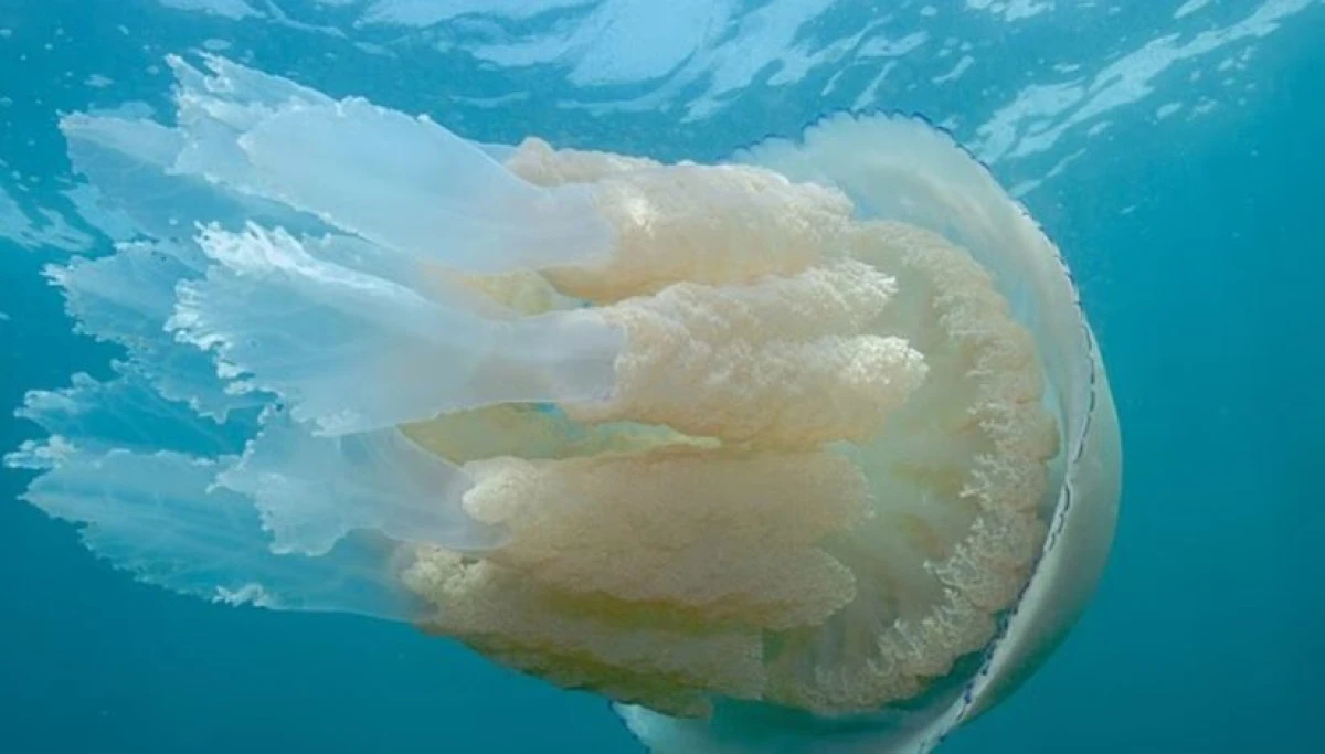 Marea Britanie se confruntă cu un val de meduze gigantice
