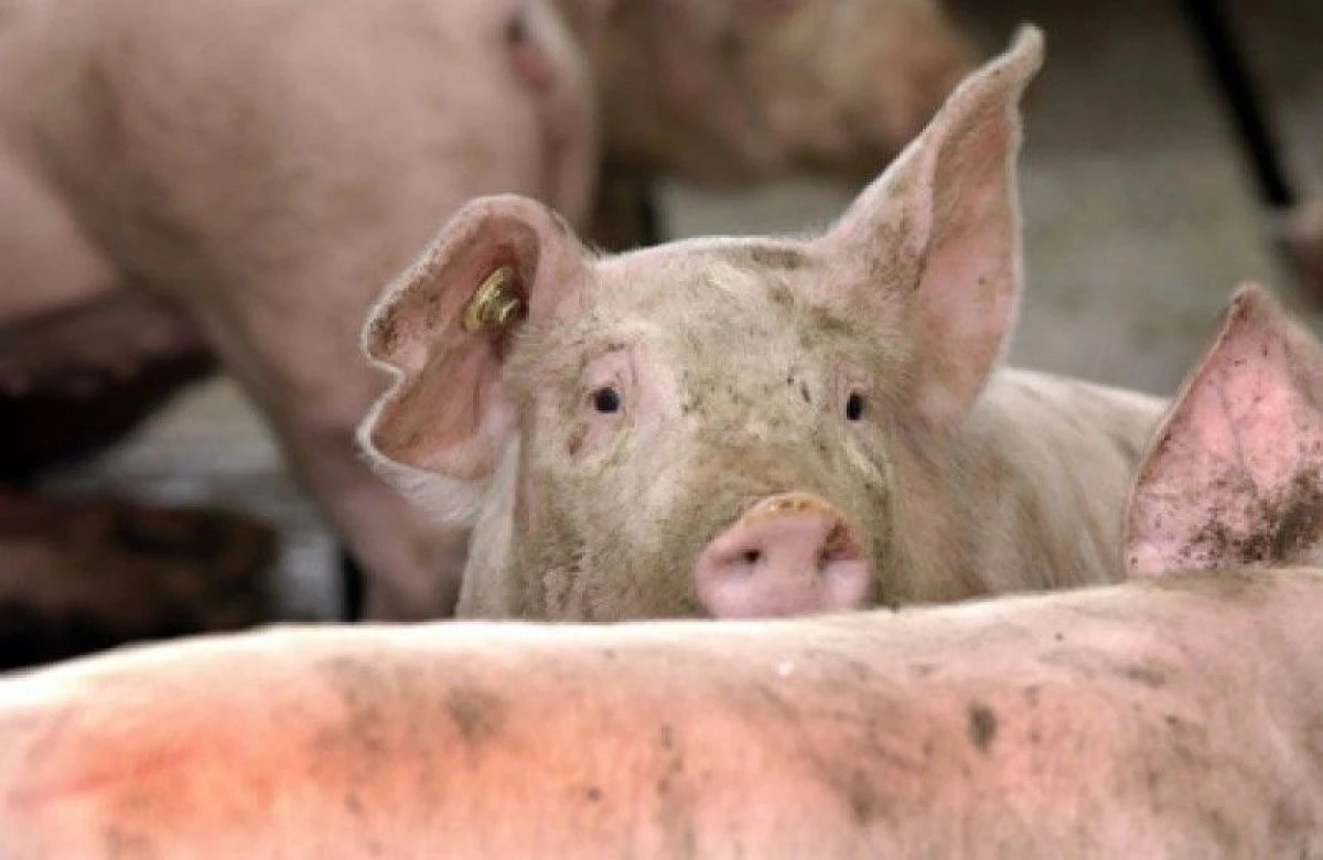 Măsuri de prevenire a apariției pestei porcine, la nivelul municipiului Arad