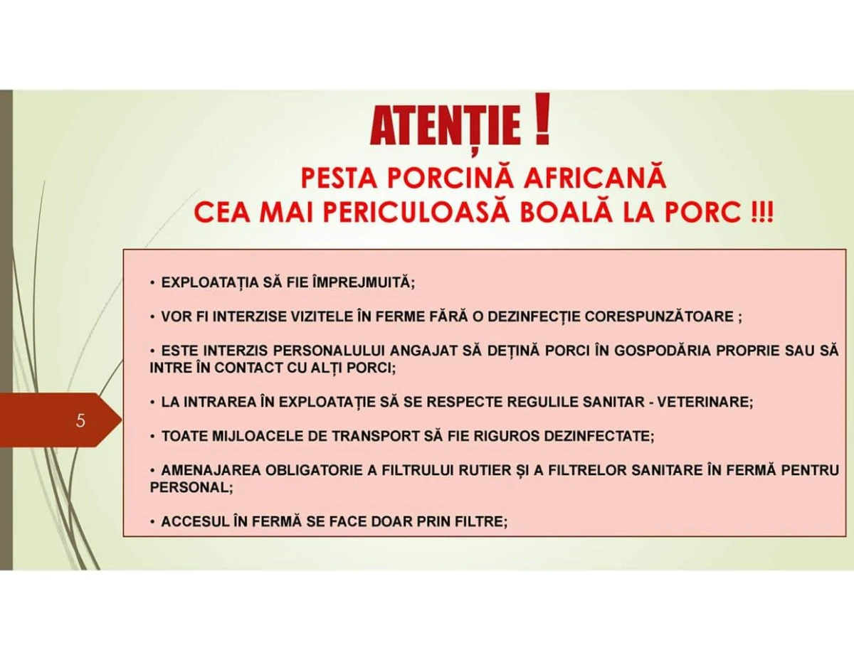 Măsuri luate de Prefectura Arad pentru împiedicarea proliferării pestei porcine africane