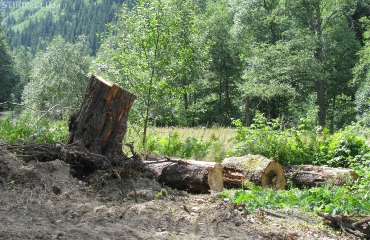 Măsuri pentru combaterea tăierilor ilegale de păduri