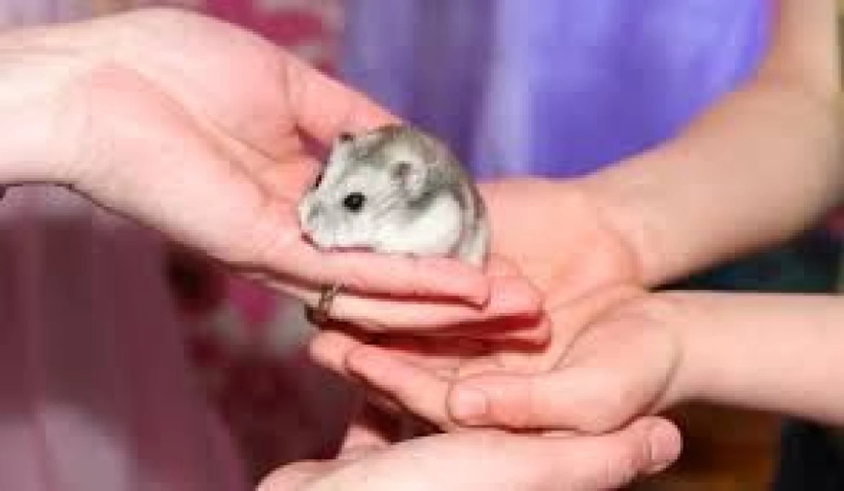 METODA ALTERNATIVĂ CARE AR PUTEA FACE CA TESTELE PE ANIMALE SĂ DEVINĂ ISTORIE