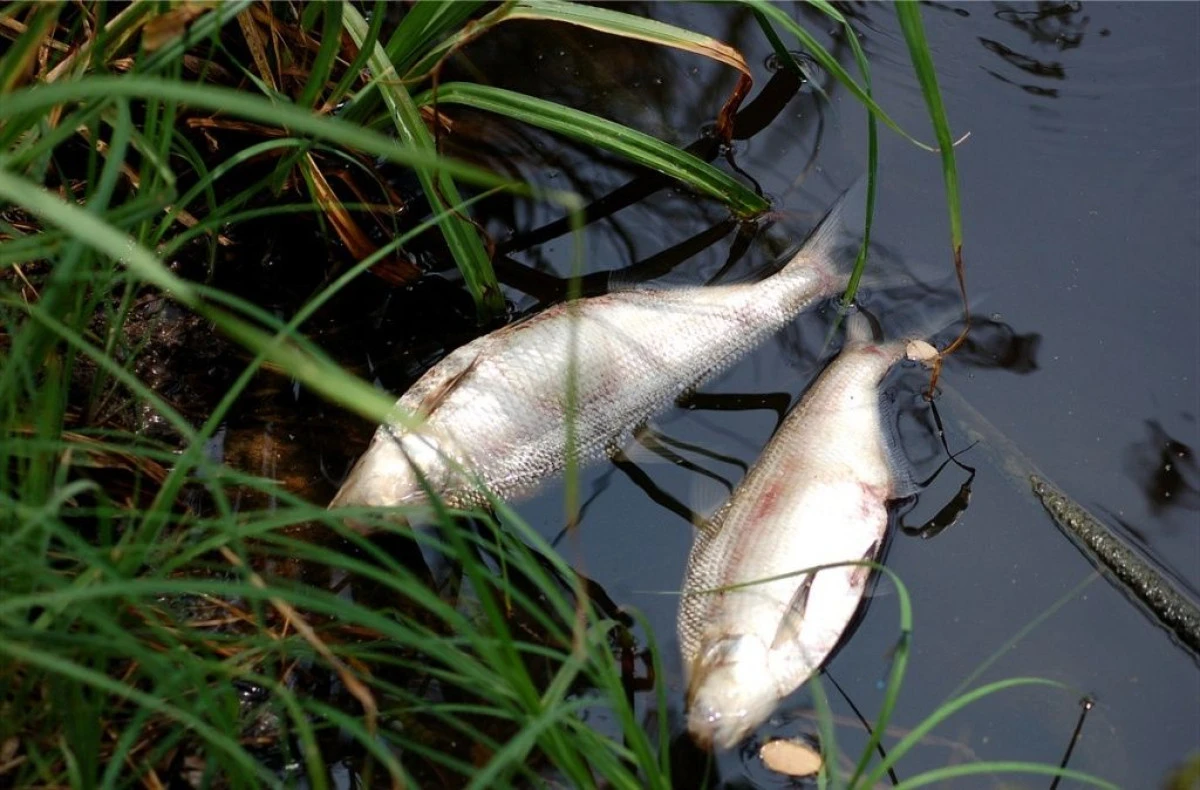 MII DE PESTI MORTI PE UN CANAL LA TURNU