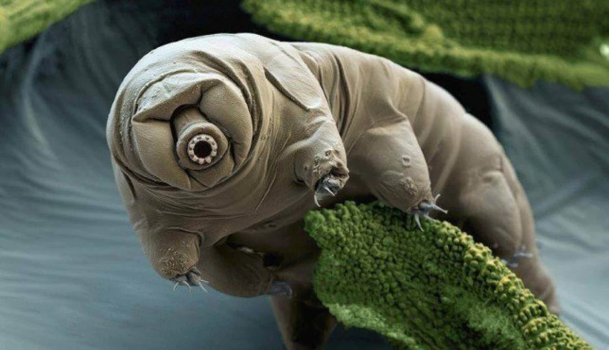 Mii de tardigrade, lăsate pe Lună de către sonda Israelului