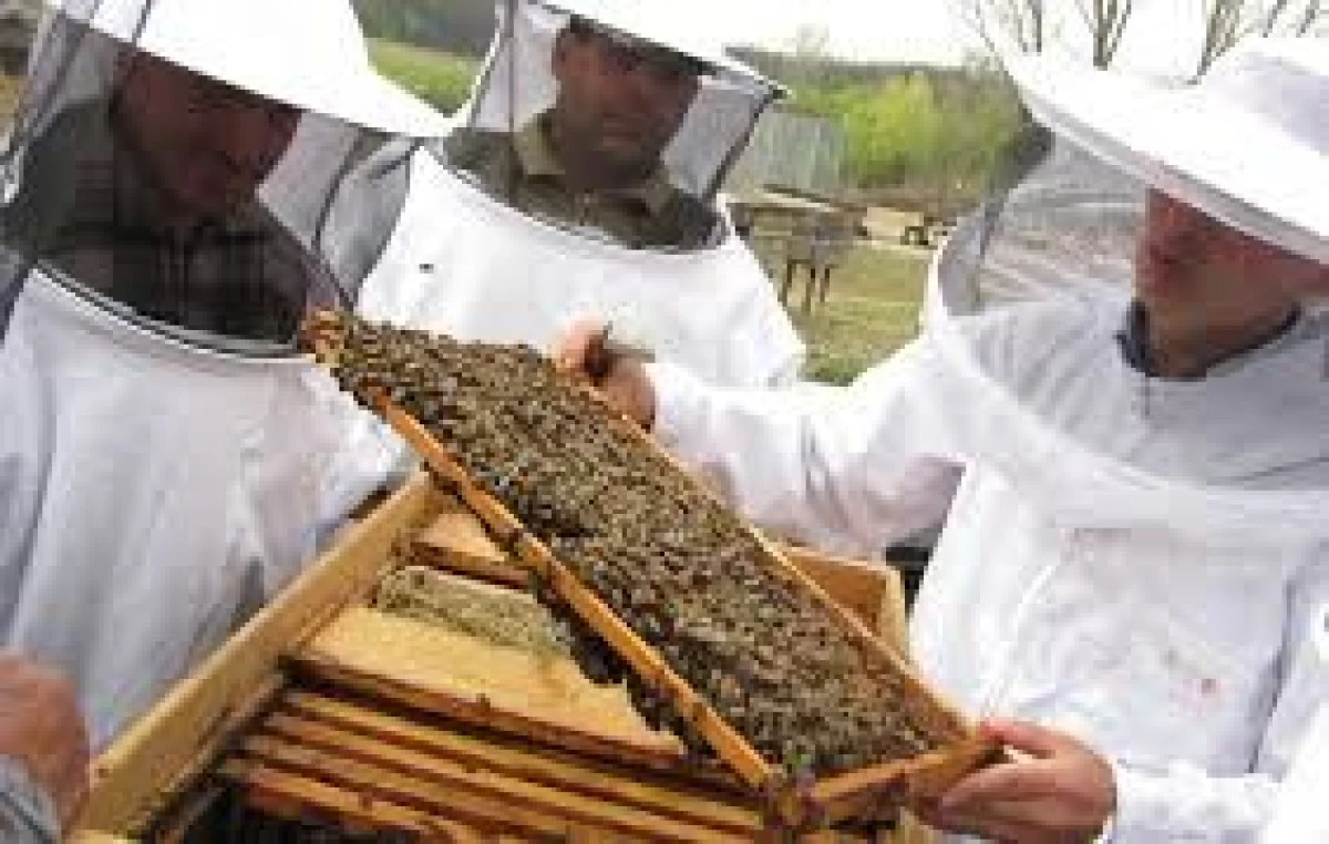 MINISTERUL AGRICULTURII PREGĂTEȘTE UN AJUTOR FINANCIAR PENTRU APICULTORI