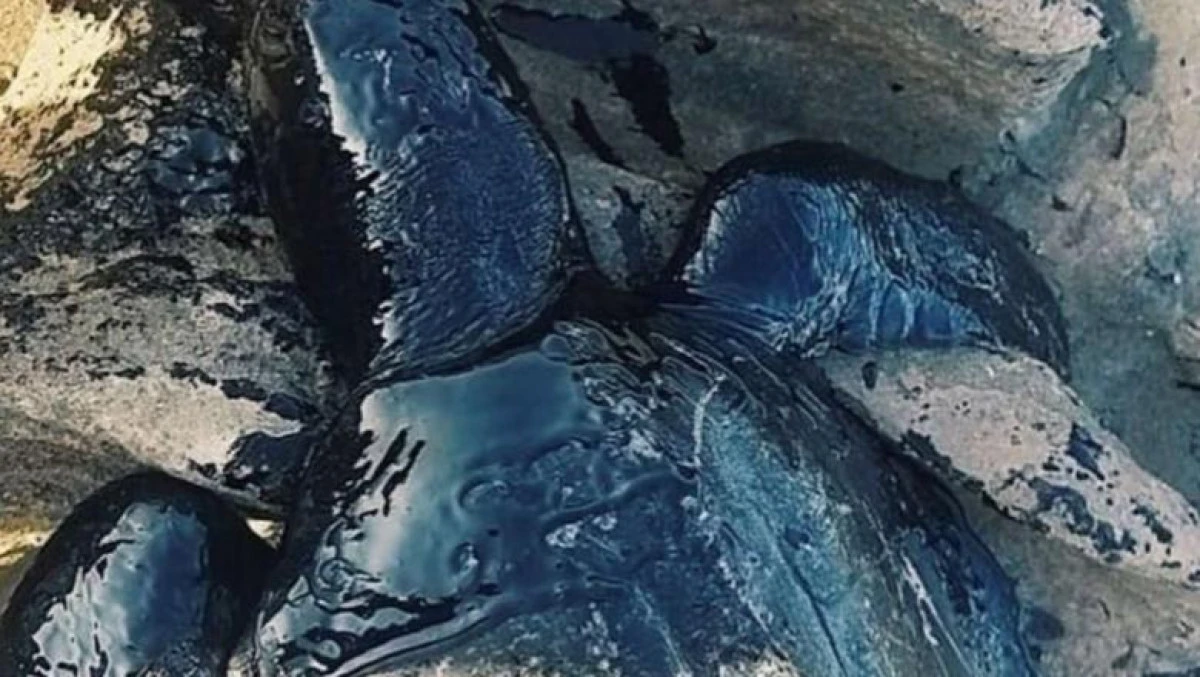 Misterul petelor de petrol, care au poluat peste 100 de plaje din Brazilia