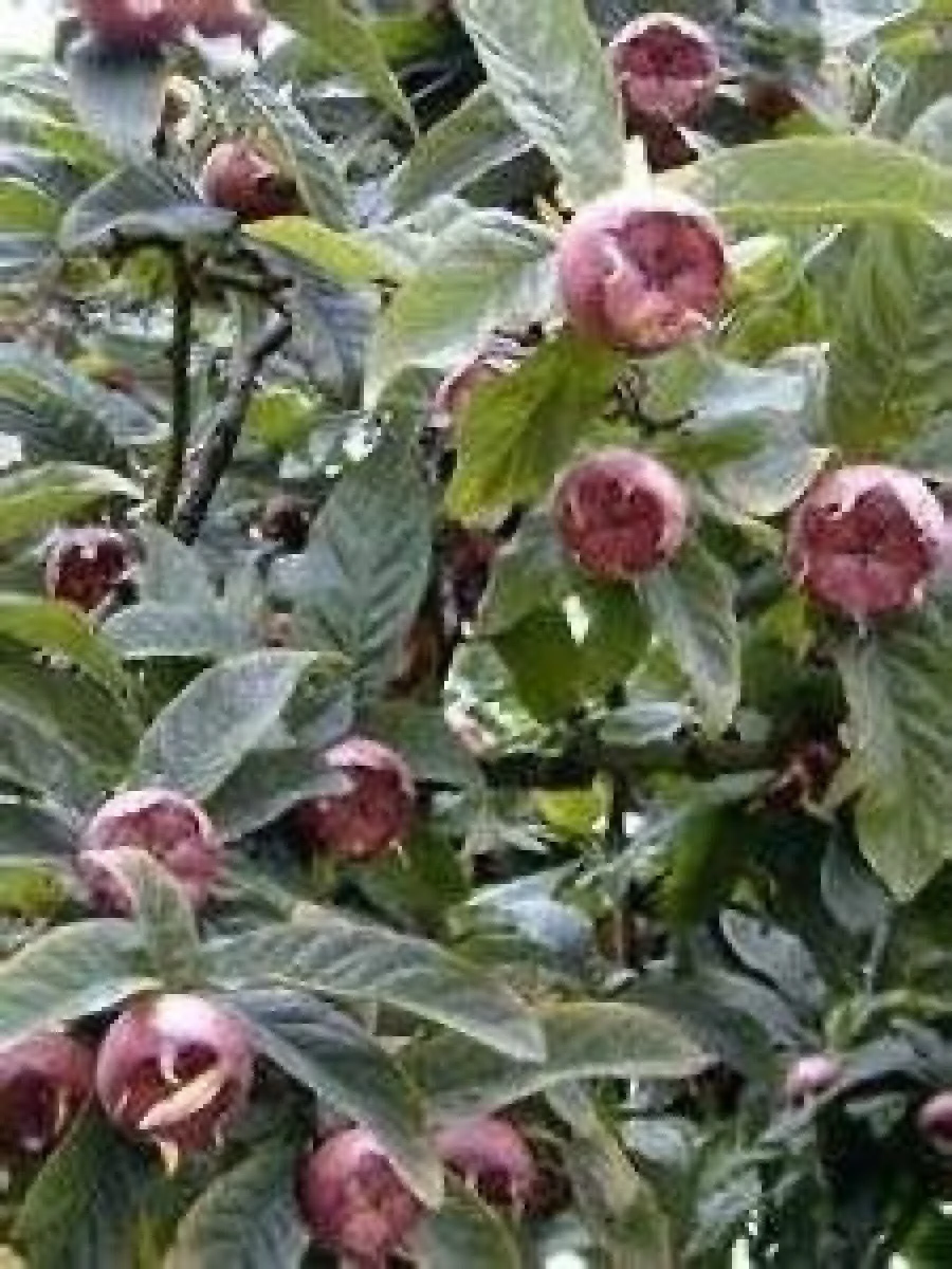 MOSMOANELE FRUCTE SANATOASE SI DE SEZON
