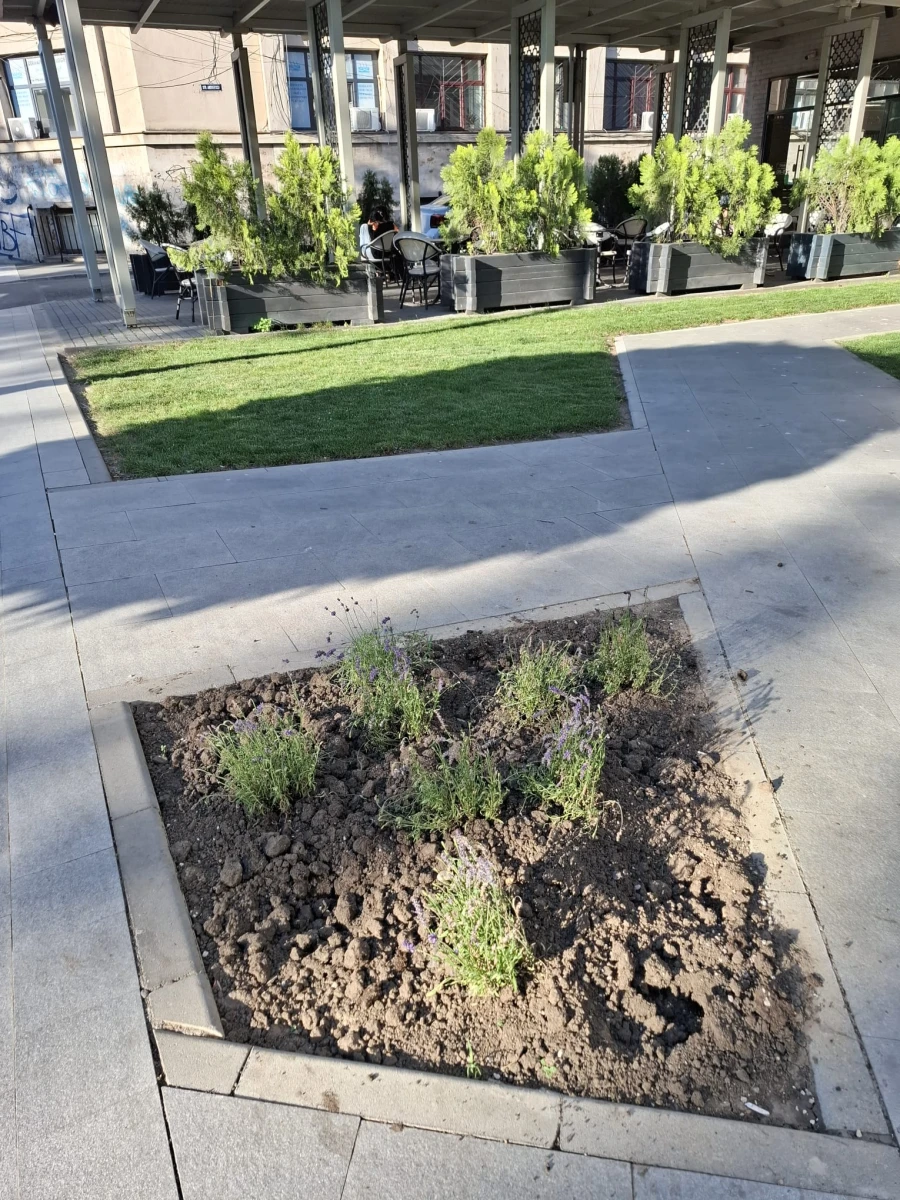 Nesimțire în centrul Aradului: Dispar florile pe ... capete!