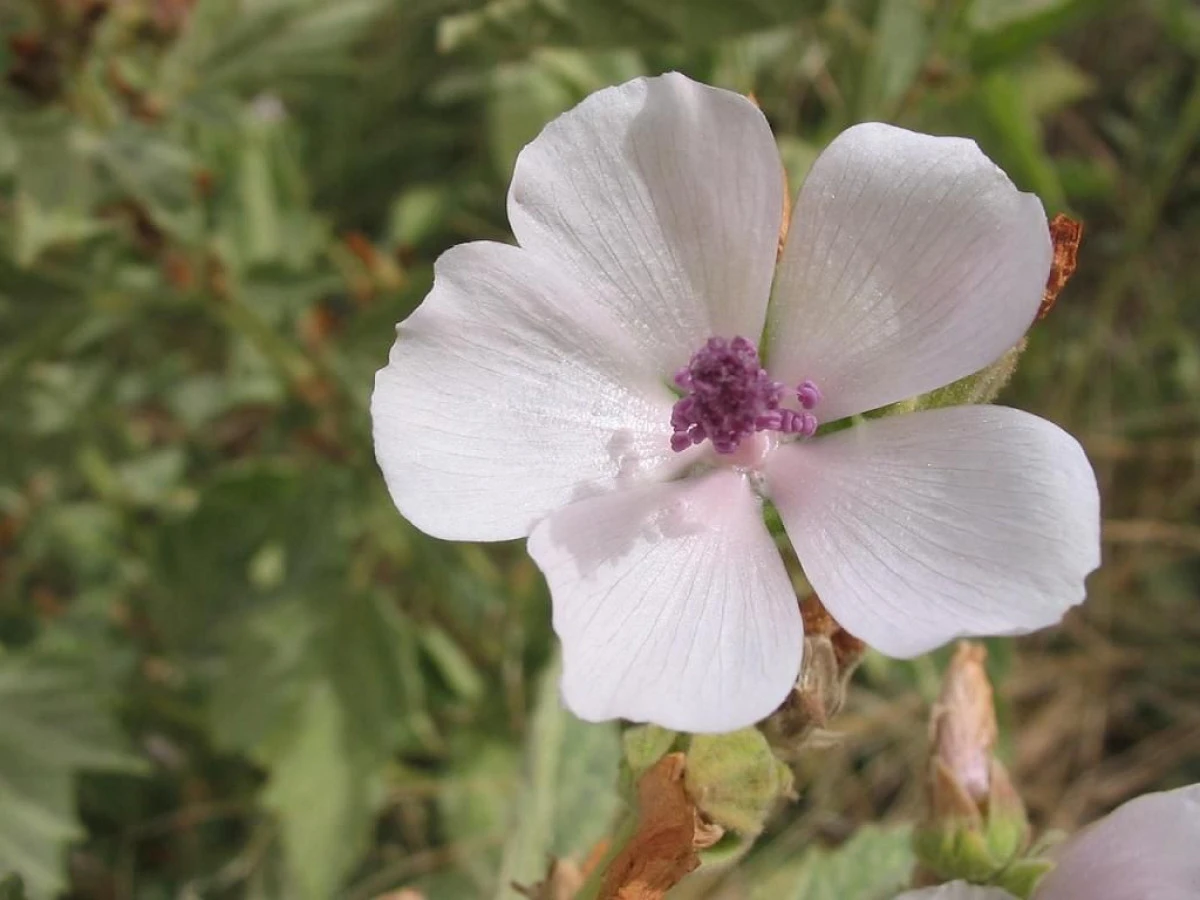NOUĂ PLANTE CARE CURĂŢĂ RINICHII