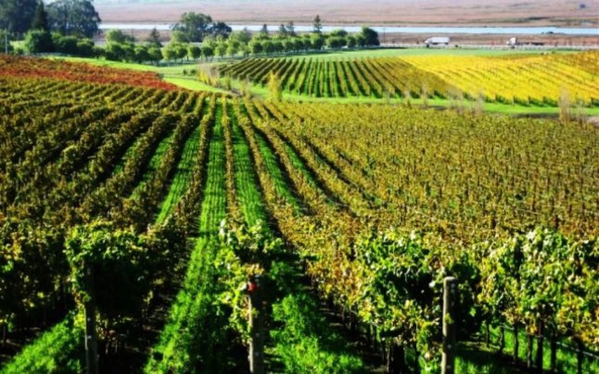 Nouă primării și producătorii de vin se unesc pentru salvarea Podgoriei Aradului