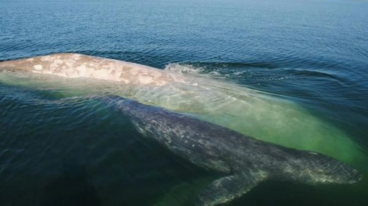O BALENA EXTREM DE RARA A APARUT DUPA SAPTE ANI IN OCEANUL PACIFIC