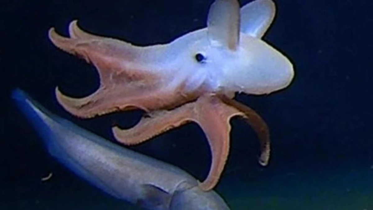 O caracatiță a fost descoperită în Oceanul Indian, la cea mai mare adâncime înregistrată vreodată