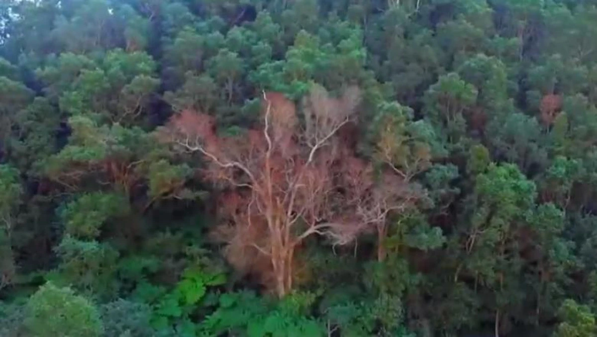 O ciupercă misterioasă şi fără leac distruge Insulele Hawaii