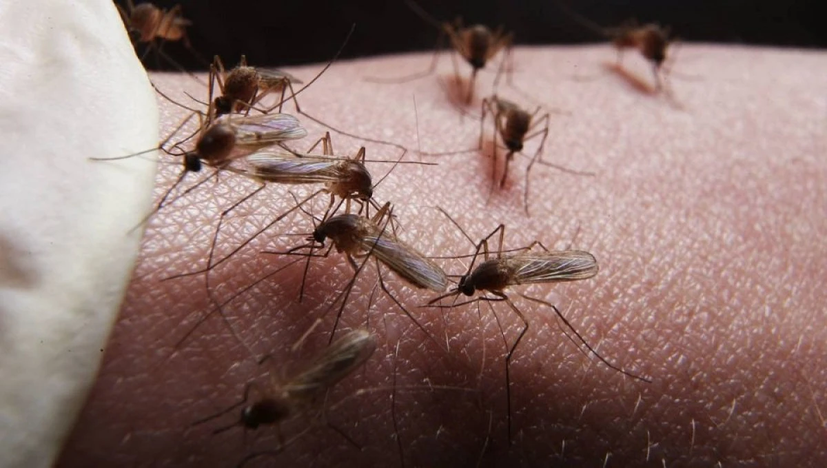 O ciupercă modificată genetic poate ucide cu rapiditate populaţiile de ţânţari care transmit malaria