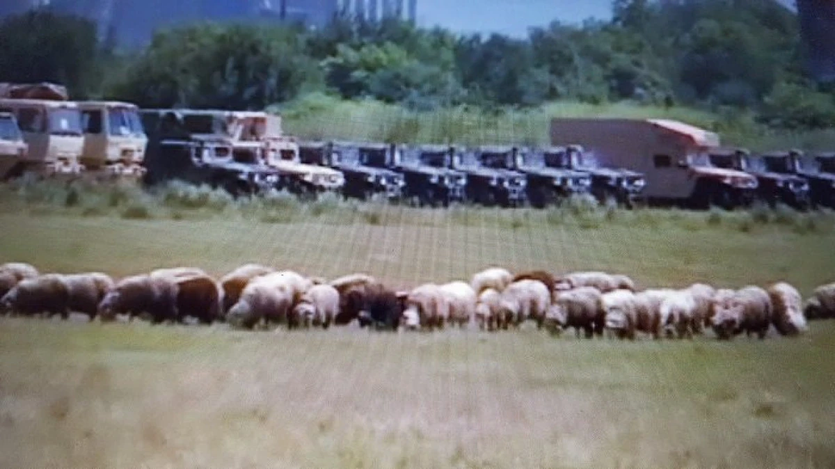 O făcură de oaie! Cu turma printre blindatele NATO