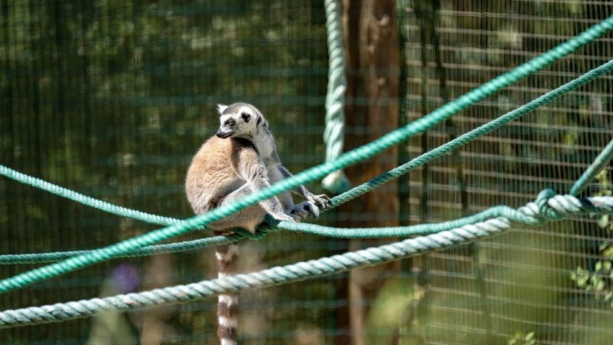 O grădină zoologică din SUA a început să vaccineze animalele împotriva COVID-19