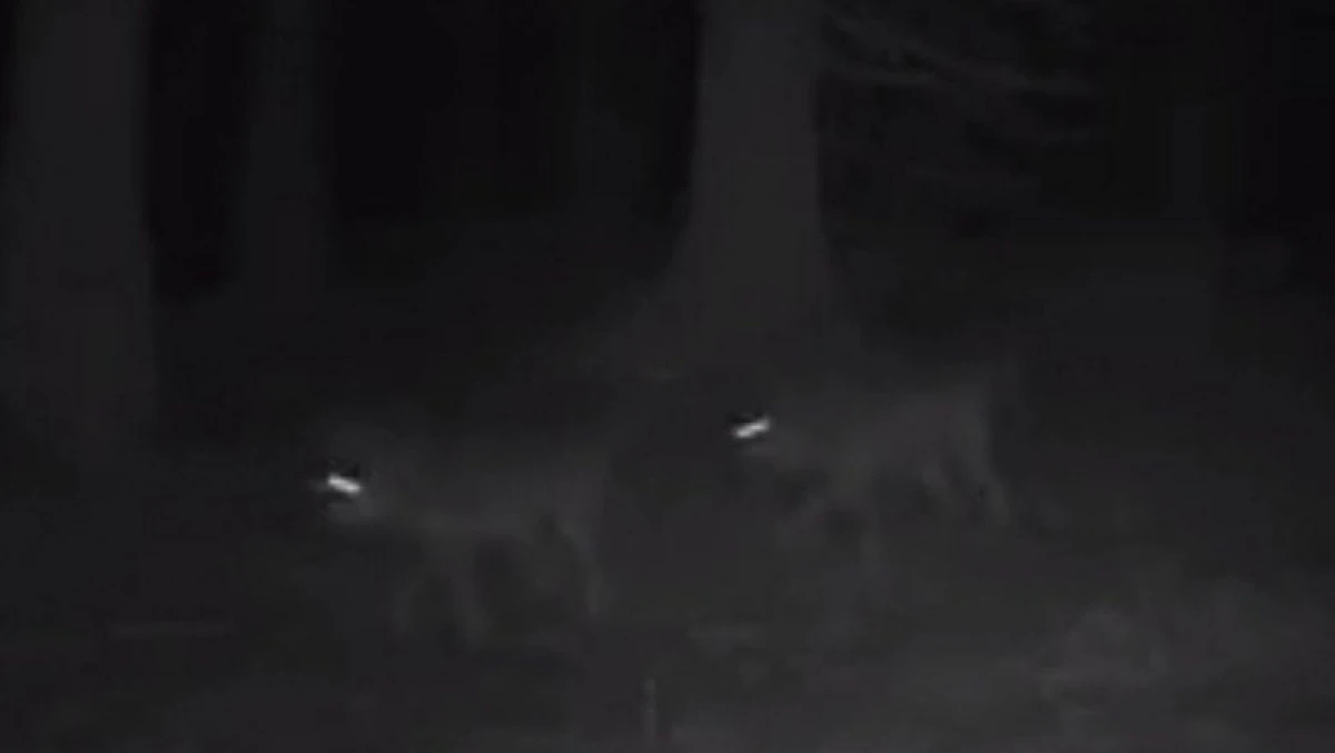 O haită mare de lupi care „patrulează”, filmată în pădurile din România
