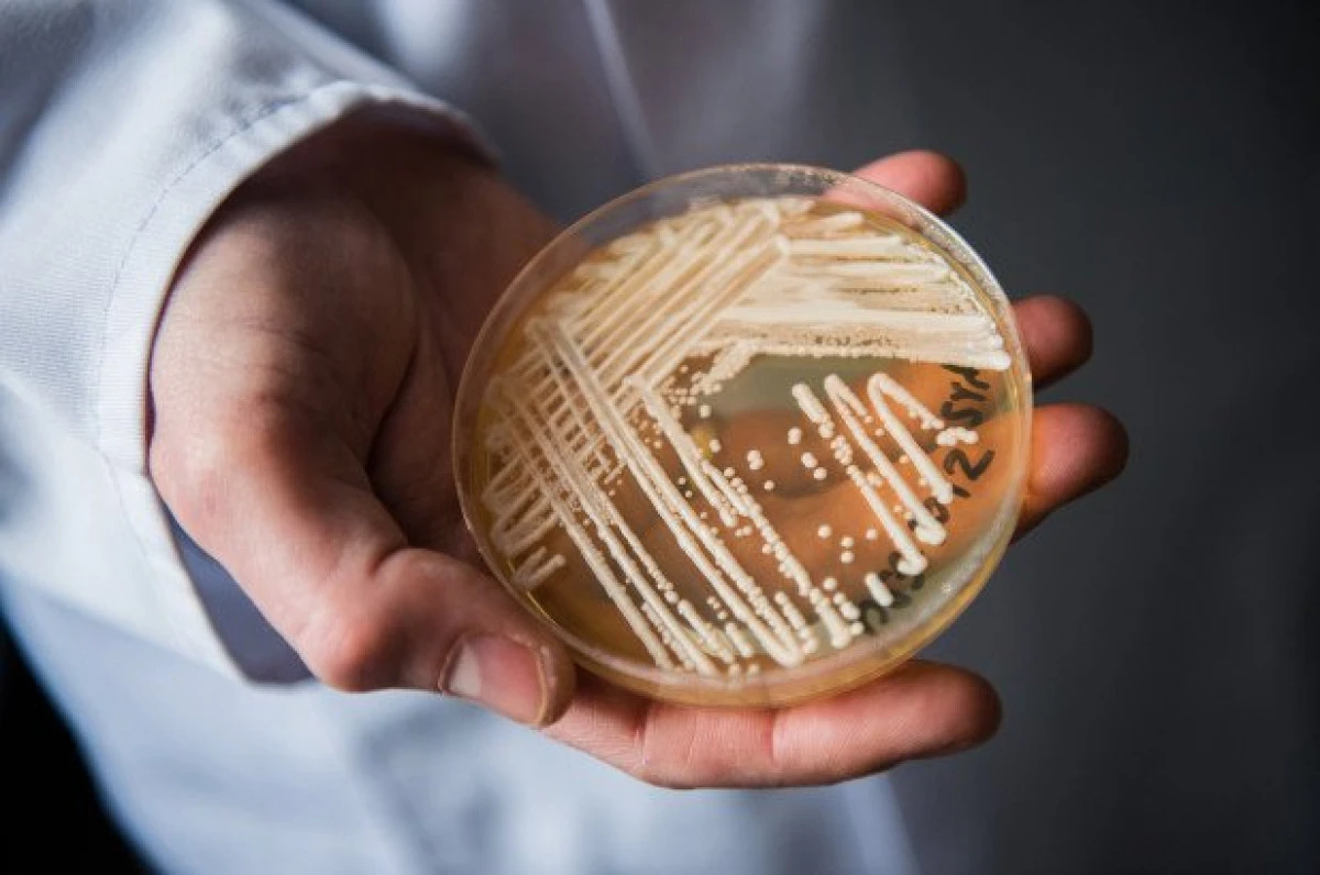 O nouă bacterie rezistentă la antibiotice pune în alertă specialiștii