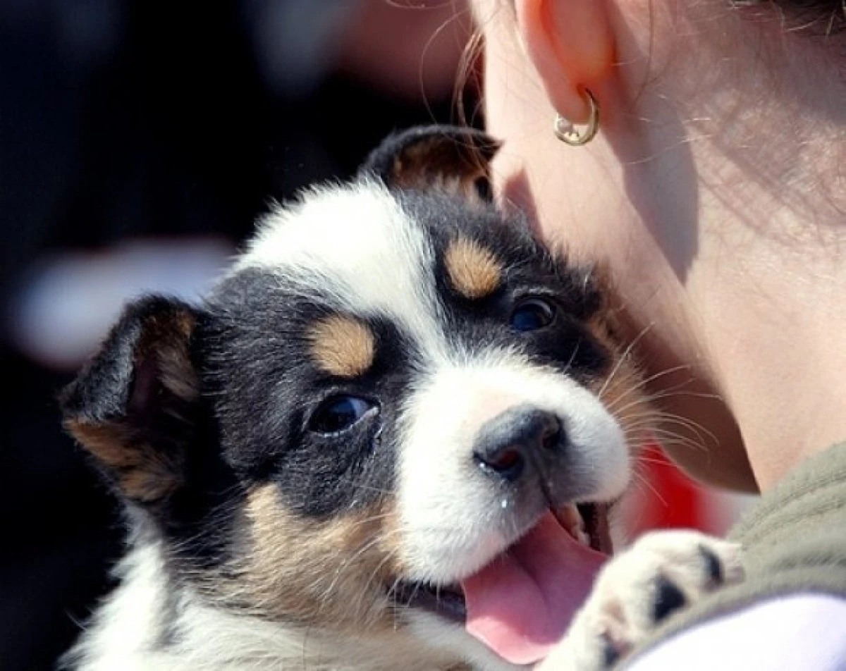 O nouă ediție a târgului de adopție canină va avea loc în weekend