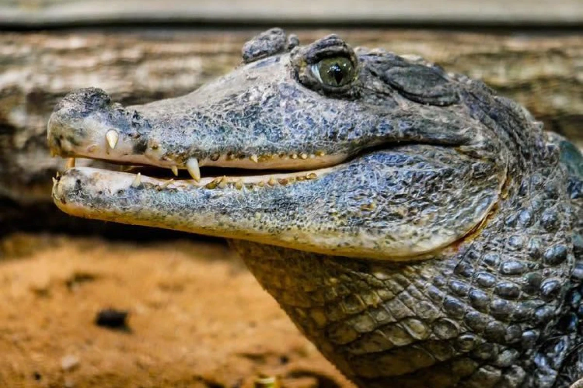 O nouă specie de crocodil preistoric, descoperită în Bazinul Hațeg