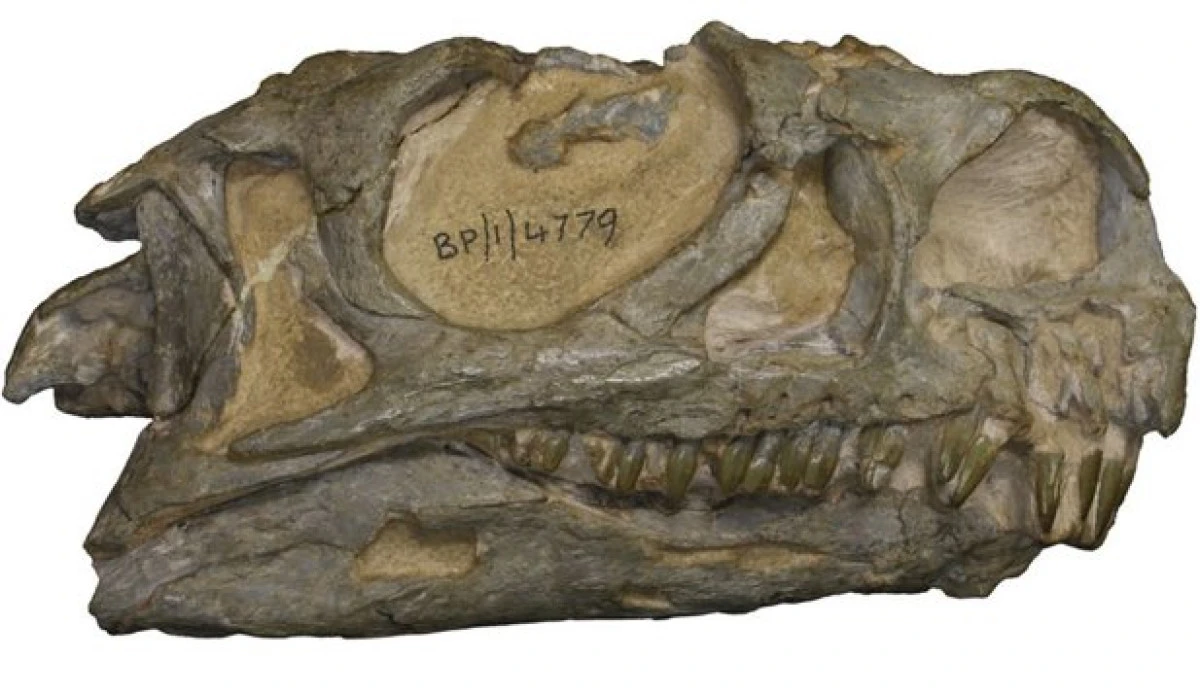 O nouă specie de dinozaur, descoperită după reanalizarea unor fosile care au stat 30 de ani într-un muzeu