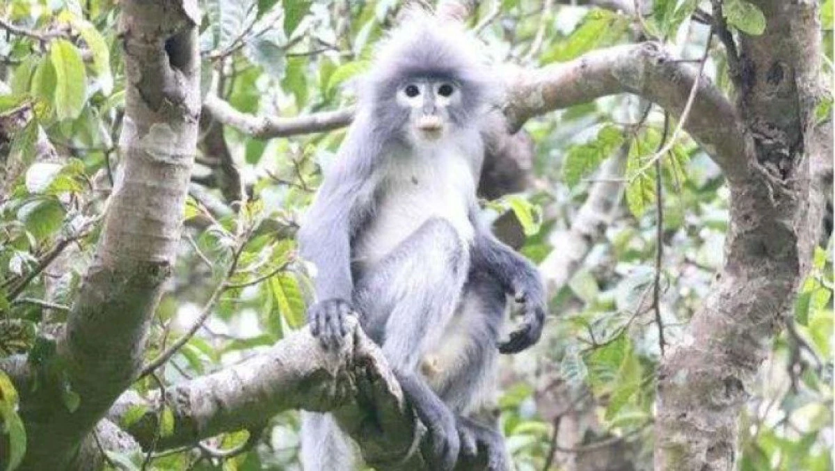 O nouă specie de maimuță, descoperită în Myanmar