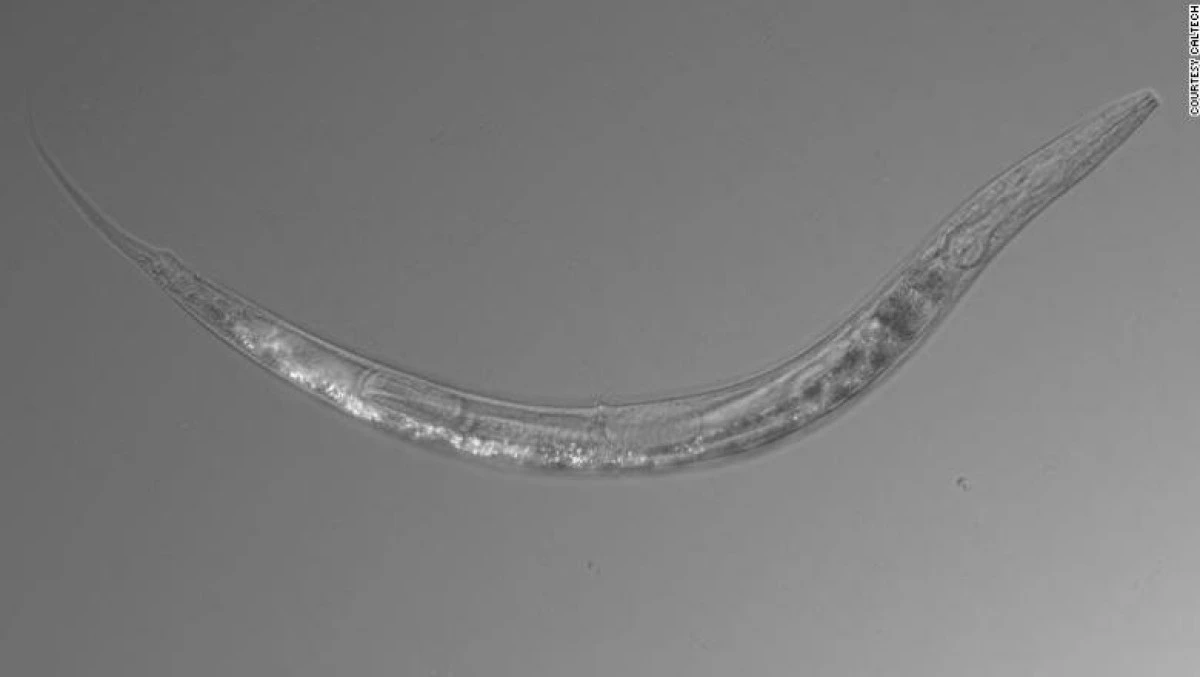 O nouă specie de viermi, descoperită de oamenii de știință